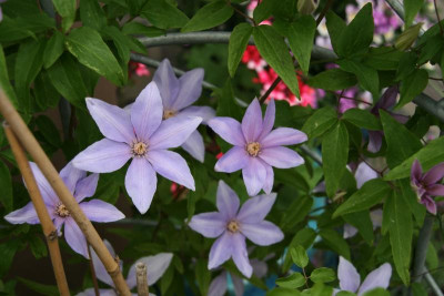 Cl.vit.Scented Clem0416.JPG