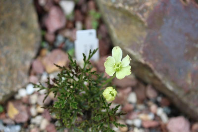 Clematis marmoraria 14.05.16.JPG