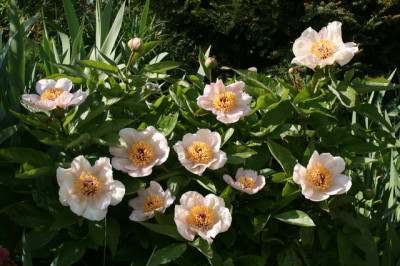 Mai fleuri 1.JPG