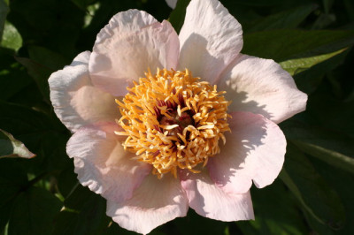 Mai fleuri 2.JPG
