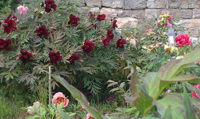 DSC06227.JPG