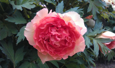 IMAG0279.jpg