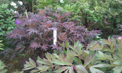 IMAG0283.jpg