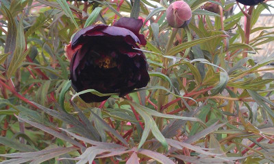 IMAG0285.jpg