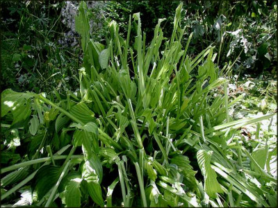 Hosta_mitte.JPG