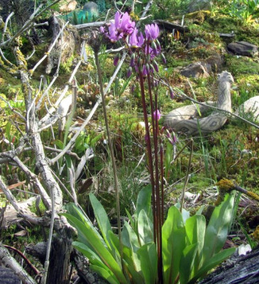 Dodecatheon-ax.jpg