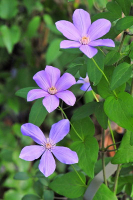 Cl_Delightful_Scent_0001_resize.JPG