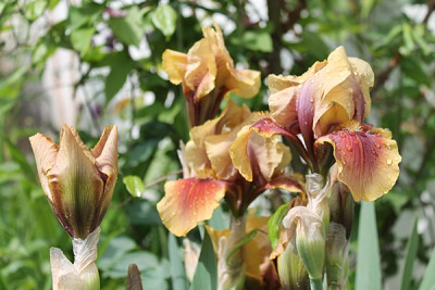 iris oklahoma bandit.JPG
