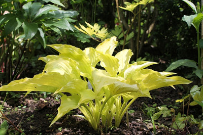 hosta frühlingssonne.JPG