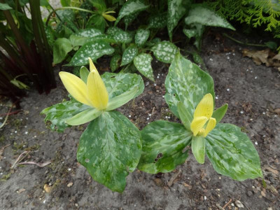 Trillium luteum Seedling May 2016.JPG