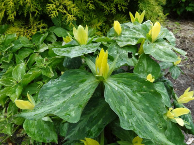 Trillium luteum Motherplant May 2016.JPG