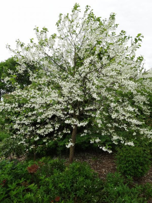 Halesia diptera magniflora May 2016.JPG