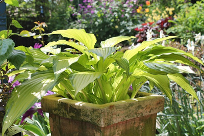 hosta spritzer.JPG