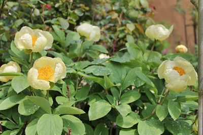 Paeonia mlokosewitschii2.JPG