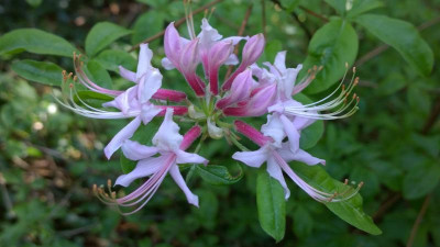 WP_20160516_007 Rhododendron periclymenoides.jpg