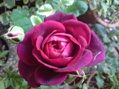 astrid_graefin_von_hardenberg_3_.JPG
