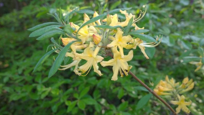 WP_20160511_162 Rhododendron austrinum yellow.jpg