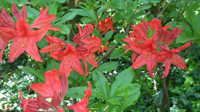 WP_20160514_002 Rhododendron molle ssp.japonicum red .jpg