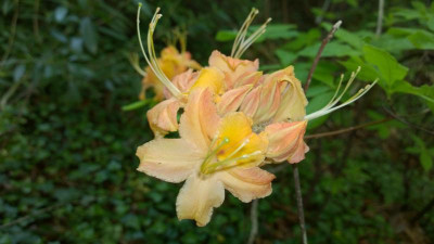 WP_20160516_019 Rhododendron calendulaceum C.W..jpg