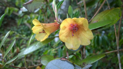 WP_20160516_025 Rhododendron viscidifolium L&S5657.jpg
