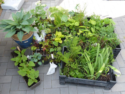 2016-05-16 Kofferraumbegrünung 2.jpg