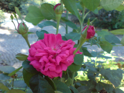 kolner_flora_duftgarten_1.JPG