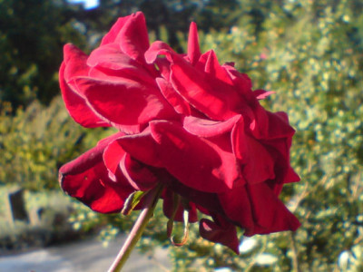 kolner_flora_duftgarten_3_kar_ose.JPG