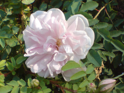 kolner_flora_duftgarten_4.JPG