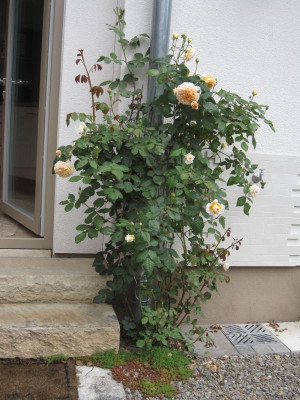 Margarete.jpg