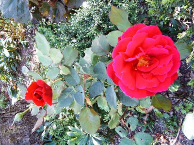 Rose1.JPG