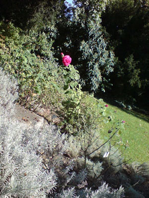 kolner_flora_duftgarten_2.JPG