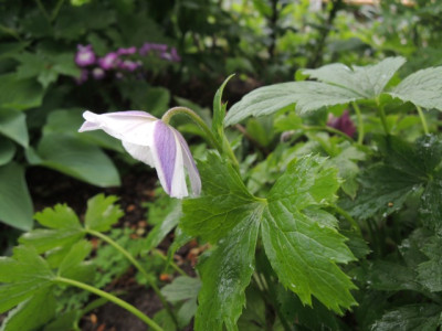 DSCN0374_1479.JPG