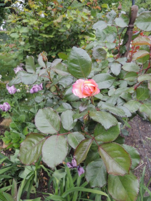 DSCN0369_1478.JPG