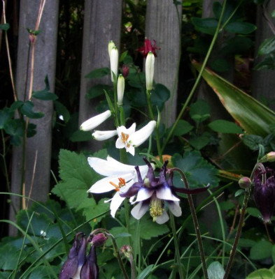 Paradisea liliastrum-2016.jpg