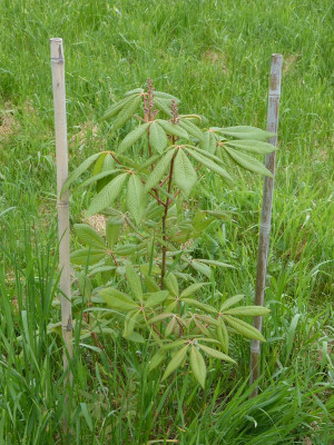 2016-05-14 Tharandt - Aesculus pavia.jpg