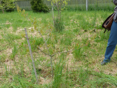 2016-05-14 Tharandt - Quercus coccinea 1.jpg