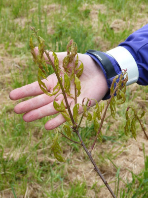2016-05-14 Tharandt - Quercus coccinea 2.jpg