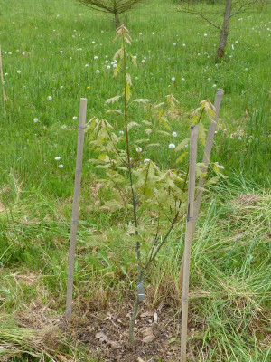 2016-05-14 Tharandt - Quercus lyrata.jpg