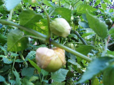 riesengewirr_Tomatillos.JPG