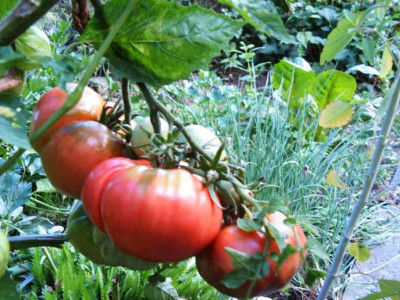Minibaumtomate.JPG