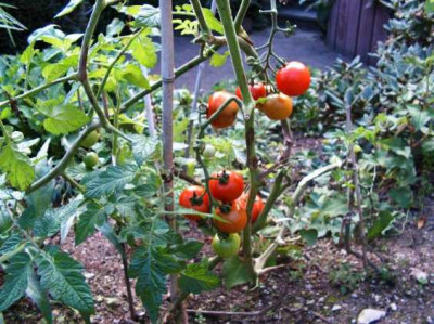 gesunde_tomaten.JPG