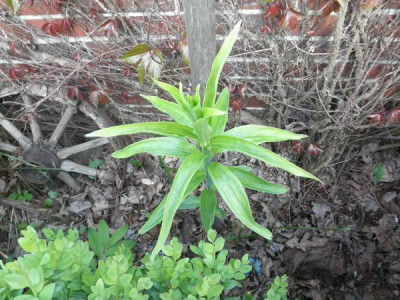 L. speciosum var. gloriosoides.jpg