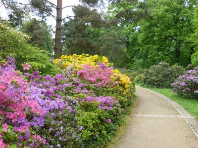 2016-05-14 Treffen Dresden Rhododendronpark Wachwitz 1.jpg