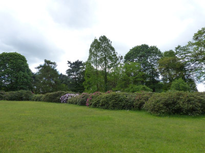 2016-05-14 Treffen Dresden Rhododendronpark Wachwitz 3.jpg