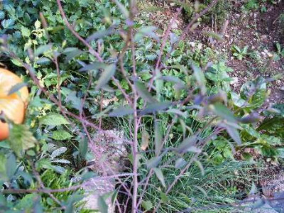 Tagetes.JPG