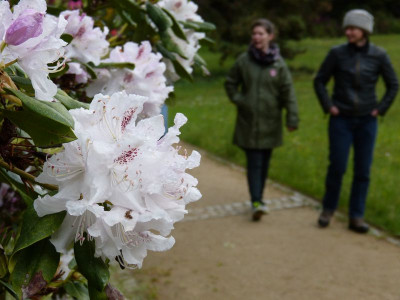 2016-05-14 Treffen Dresden Rhododendronpark Wachwitz 5.jpg