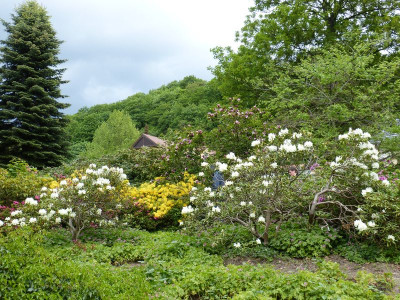 2016-05-14 Treffen Dresden Rhododendronpark Wachwitz 6.jpg
