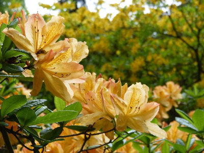 2016-05-14 Treffen Dresden Rhododendronpark Wachwitz 7.jpg