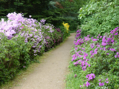 2016-05-14 Treffen Dresden Rhododendronpark Wachwitz 9.jpg