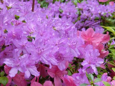 2016-05-14 Treffen Dresden Rhododendronpark Wachwitz 10.jpg